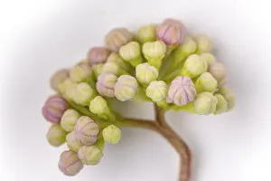 Hydrangea Serrata Drucke: Mountain hydrangea (Hydrangea serrata)