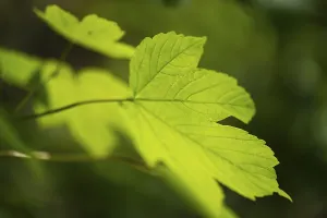 Verwandte Bilder Drucke: Bergahornblatt, Acer pseudoplatanus.