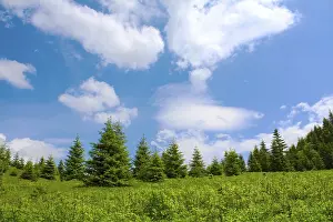 Coniferous Tree Scenery Drucke: Mountain meadow