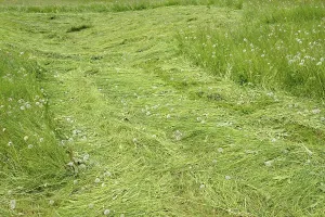 Alpine Pasture Drucke: Mountain meadow with the first mowing