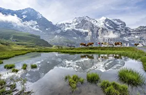 Bernese Oberland Scenery Drucke: Mountain panorama with peaks Eiger