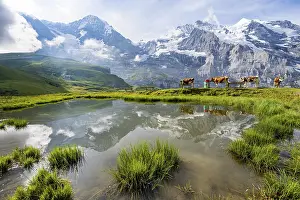 Bernese Oberland Scenery Drucke: Mountain panorama with peaks Eiger