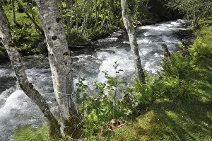 Birch Tree Landscape Drucke: Mountain stream, mountain stream