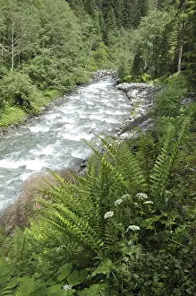 Mountain Creek Europe Drucke: Mountain stream, mountain stream