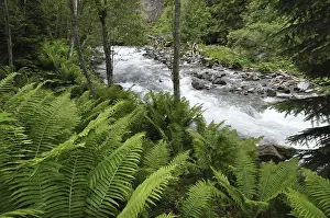 Mountain Stream Drucke: Mountain stream, mountain stream