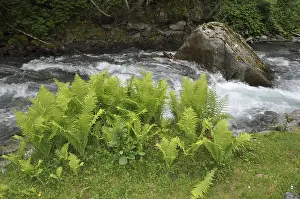 Mountain Creek Wilderness Drucke: Mountain stream, mountain stream