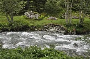 Mountain Torrent Waterfall Drucke: Mountain stream, mountain stream