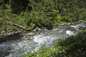 Salzburger Land Scenery Drucke: Mountain stream, mountain stream