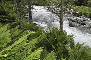 Mountain Torrent Water Flow Drucke: Mountain stream, mountain stream