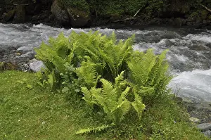 Mountain Stream Drucke: Mountain stream, mountain stream