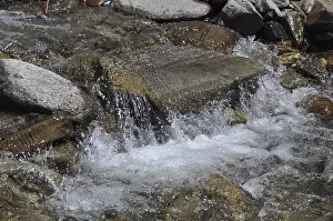 Austrian Mountain Stream Drucke: Mountain stream, stream, Austria
