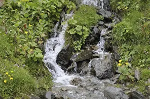 Nature Photography Alps Drucke: Mountain stream, stream, mountain stream