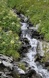 Mountain Torrent Photography Drucke: Mountain stream, stream, mountain stream