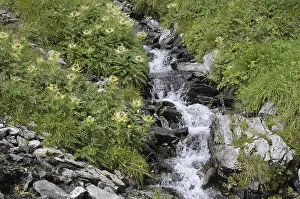 Wild River Scenery Drucke: Mountain stream, stream, mountain stream
