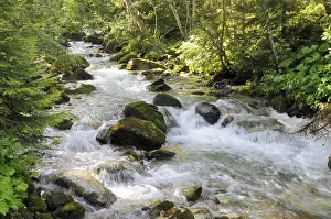 Mountain Creek Drucke: Mountain stream, stream, mountain stream