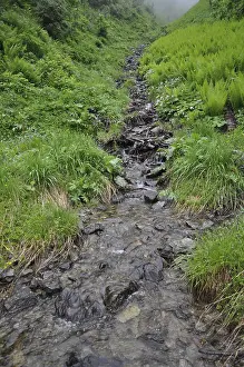 Mountain Creek Drucke: Mountain stream, stream, mountain stream