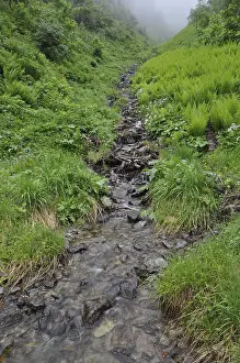 Mountain Torrent Waterfall Drucke: Mountain stream, stream, mountain stream