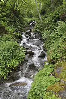 Mountain Torrent Photography Drucke: Mountain stream, stream, mountain stream