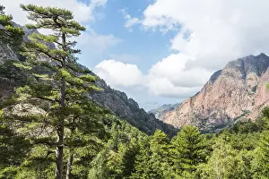 Mountainous Rural Landscapes Drucke: Mountains, reddish rocks, pine forest