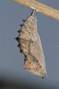 Deserted Animal Habitat Drucke: Mourning Cloak