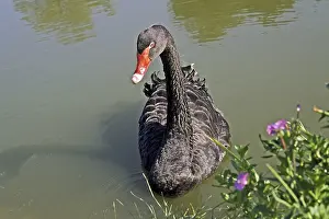 Black Swan Images Drucke: Mourning swan