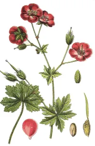 Geraniaceae Family Drucke: Mourning widow, geranium (Geranium phaeum)