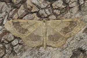 Geometer Moth Drucke: Mouse-eared moth