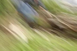 Blurred Motion Drucke: Movement