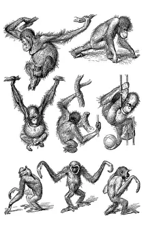 Endangered Species Drawing Drucke: Movement study, postures of various apes