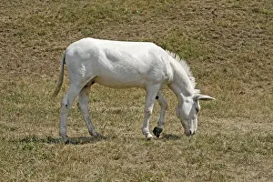 Animal Husbandry Practices Drucke: Mule