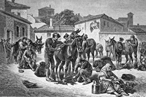 Historical Illustration Spain Drucke: Mule shearing in Granada, Spain