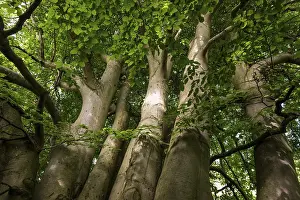 Northern Europe Deciduous Trees Drucke: Multi-trunked old beech tree, Humlebaek