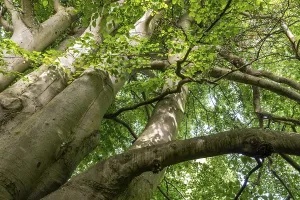 Northern Europe Forest Scenes Drucke: Multi-trunked old beech tree, Humlebaek