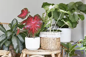 Interior Space Decoration Ideas Drucke: Multicolored exotic Caladium Red Flash