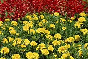 Flowering Plants Drucke: Multicolored flower field