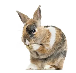 White Background Bunny Drucke: Multicolored Rabbit licking his paws