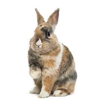 White Background Bunny Drucke: Multicolored Rabbit sitting, isolated on white