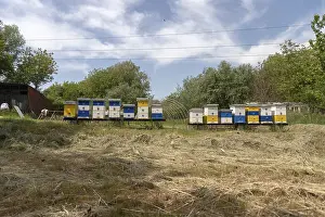 Wild Bee Conservation Drucke: Multiple beehives in a grassy area surrounded by trees