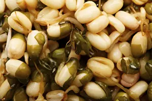 Still Life Studio Shot Drucke: Mung bean sprouts