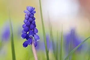 Blue Hyacinth Blossom Drucke: Muscari