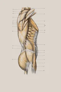 Muskulatur der Brusthälfte, anatomische Zeichnung