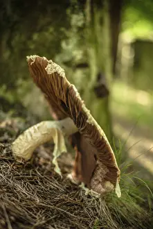 Uninhabited Forest Landscape Drucke: Mushroom