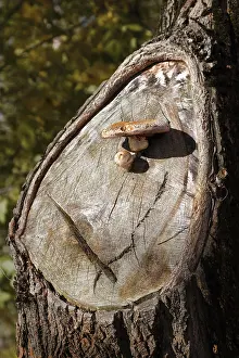 Deserted Nature Scenes Drucke: Mushroom on the hurt part of a tree