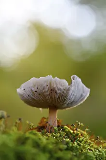 Central Europe Deciduous Forests Drucke: Mushroom in the moss, beech forest