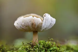 Fagaceae Family Plants Drucke: Mushroom in the moss, beech forest
