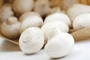 Gilled Mushrooms Drucke: Mushrooms