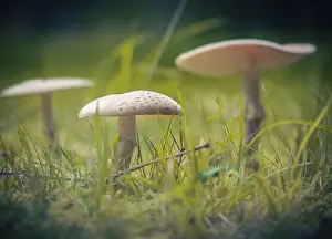 Forest Fungi Drucke: Mushrooms
