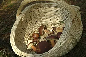 Forest Mushrooms Drucke: Mushrooms in the forest