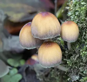 Bilder Datiert 31. Oktober 2024: Pilze zwischen Moos.
