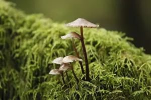 European Nature Conservation Area Drucke: Mushrooms and moss in a cloud forest